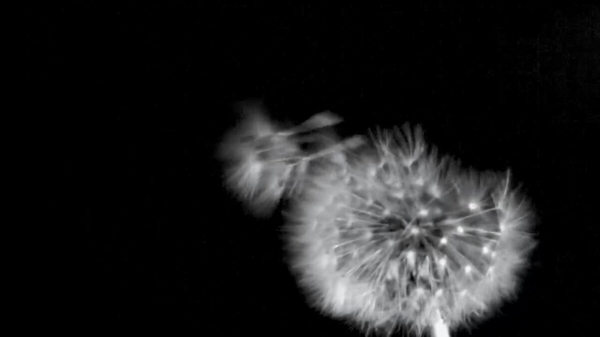 Up, up and away: Dandelions use upward winds to spread seeds | Cornell Chronicle