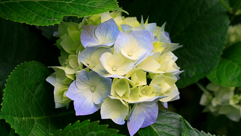Thumbnail for Hydrangeas.jpg