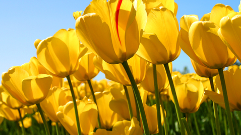 Thumbnail for Tulips.jpg