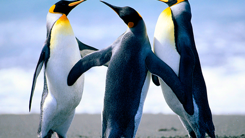 Thumbnail for Penguins111