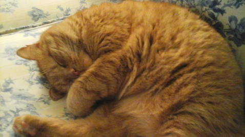Thumbnail for Rory the Cat
