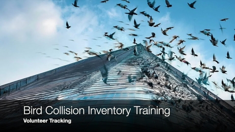Thumbnail for Bird Collision Inventory Training