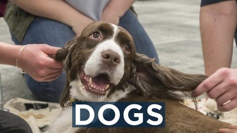 Thumbnail for entry Therapy Dogs at the U-M Library