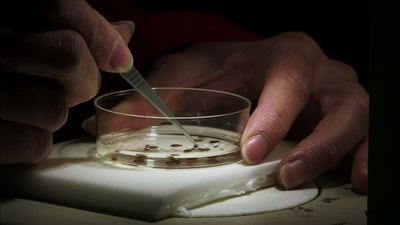 Films Media Group Bite Me The Bed Bug Invasion