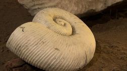 Ammonite 123movies 2025