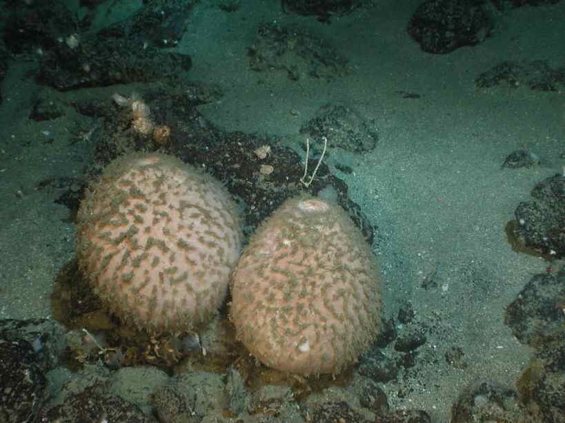 Fuzzy Sponges Side by Side Image Learn360