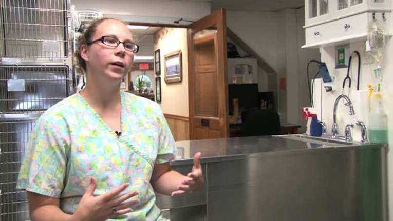 Veterinary Technician—Career Q&A: Professional Advice and Insight
