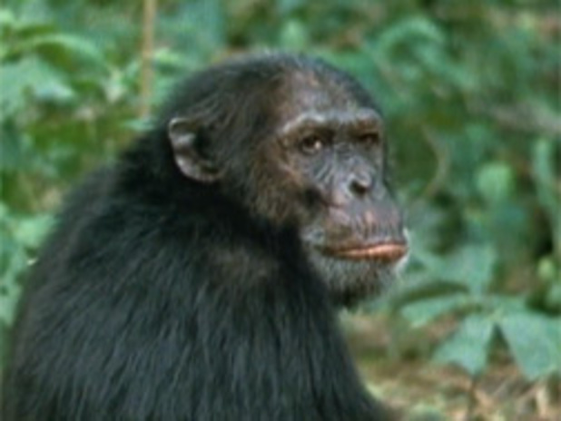 Films Media Group - Among the Wild Chimpanzees