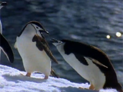 Films Media Group - Antarctic Wildlife Adventure