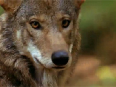 Films Media Group - America's Last Red Wolves