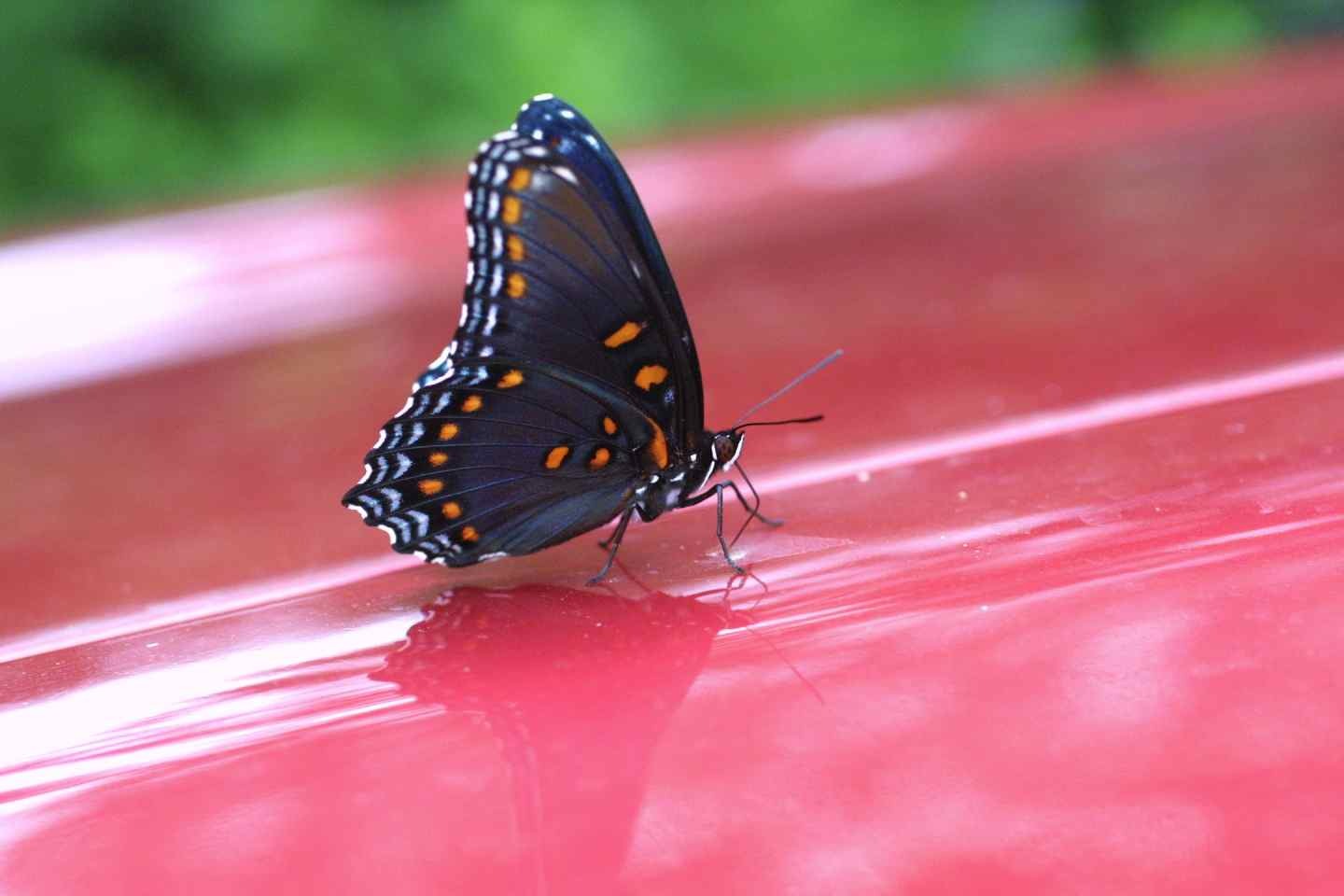 Red spotted purple butterfly image learn360