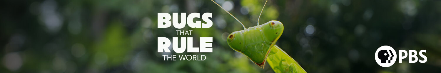 Bugs that Rule the World