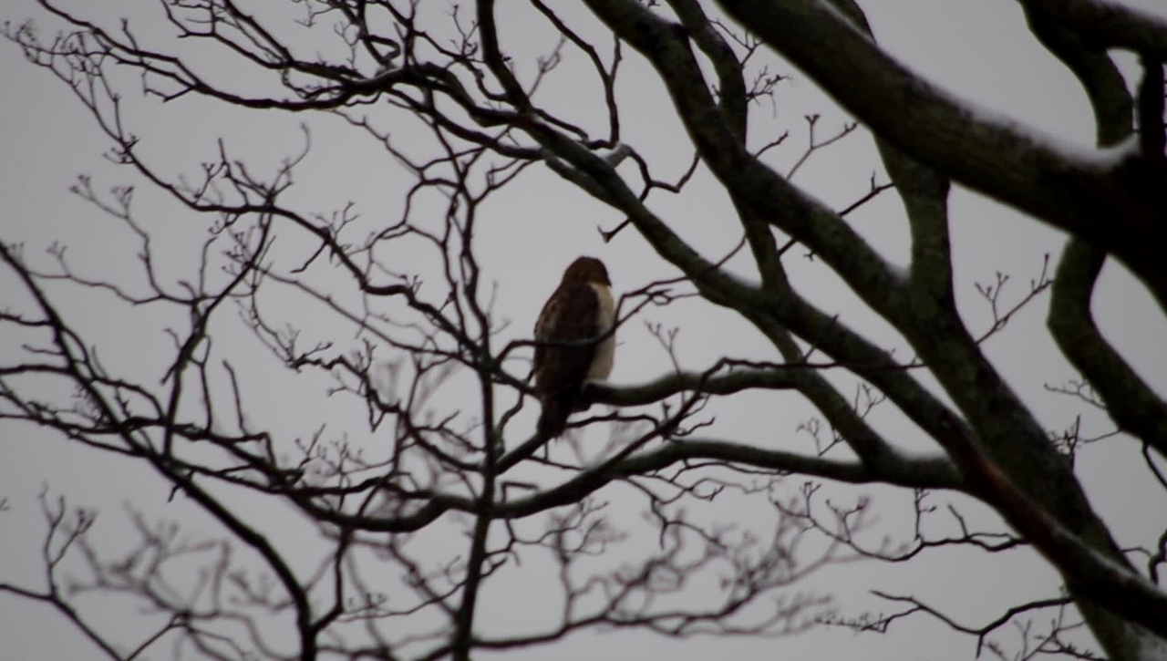 Red Tailed Hawk Outside Window