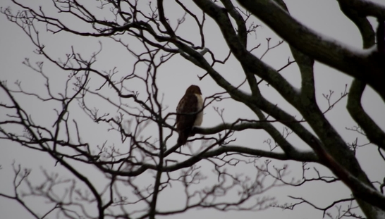 Red Tailed Hawk Outside Window