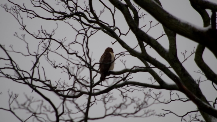 Red Tailed Hawk Outside Window