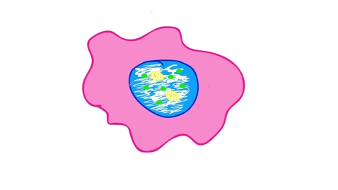 Thumbnail for Brianna and Lindsay: Phagocytosis