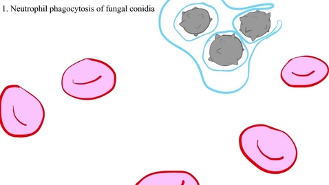 Thumbnail for Dr. Reynolds Neutrophil_conidia