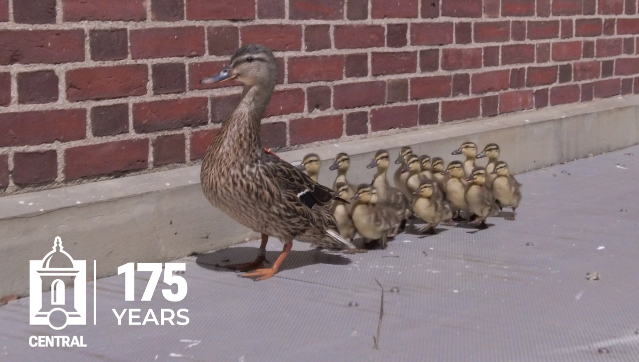 Stanley the Duck's Return Visit to Central
