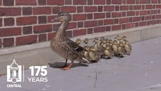 Stanley the Duck's Return Visit to Central