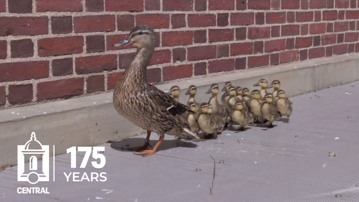 Stanley the Duck's Return Visit to Central