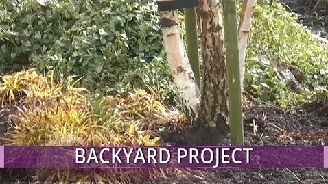 Thumbnail for My Backyard Project