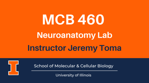Thumbnail for entry MCB 460: Neuroanatomy Lab (advanced course video)