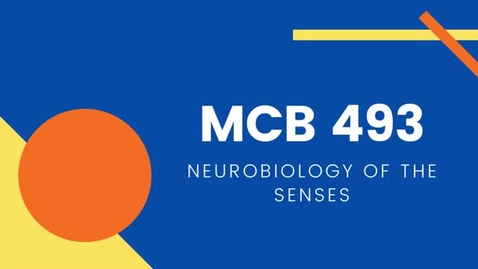 Thumbnail for entry MCB 493: NOS - Neurobiology of the Senses