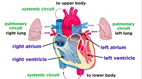 Thumbnail for entry The Circulatory System Part 1: The Heart