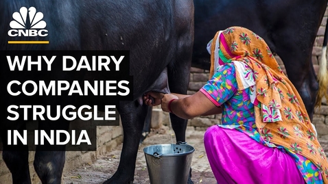 Thumbnail for entry Dairy Cattle: Why Big Dairy Companies Struggle In India
