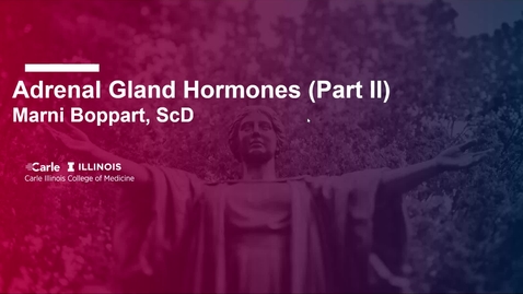 Thumbnail for entry Adrenal Gland Hormones TBL - Part II