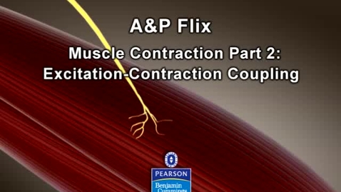 Thumbnail for entry Skeletal Muscle Contraction: Step 2 - Excitation-Contraction Coupling