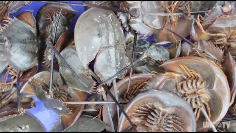 Thumbnail for entry Horseshoe crab technlogy