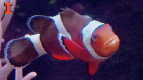 Thumbnail for entry Sex Change in the Brains of Clownfish