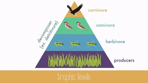 Thumbnail for entry Trophic Levels: Energy Transfer in Trophic Levels