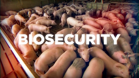 Thumbnail for entry Swine Biosecurity Training (VCM 561)