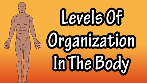 Thumbnail for entry What Are The Levels Of Organization In The Body - Organization Of The Human Body