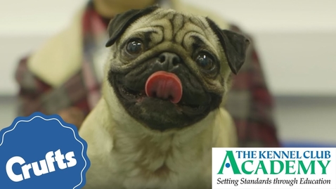 Thumbnail for entry Dogs: What Is Brachycephalic Obstructive Airway Syndrome?