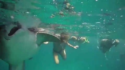 Thumbnail for How do you tag a shark? Very carefully.