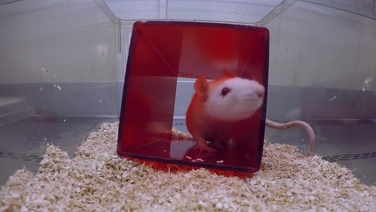 Year of the Rat: Here Are 4 Ways Rats Suffer in Experiments and How You Can  Help Them