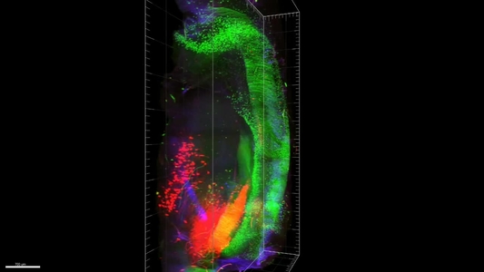 Study Of Ion Channels Could Improve Care For Osteoporosis Scope
