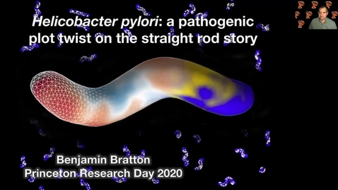 Thumbnail for entry Helicobacter pylori: a pathogenic plot twist on the straight rod story