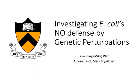 Thumbnail for entry Investigating E. coli’s Nitric Oxide Defense by Genetic Perturbations