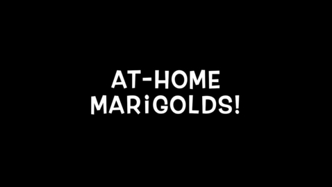 Thumbnail for Plant Marigolds with Tara Frederick '22