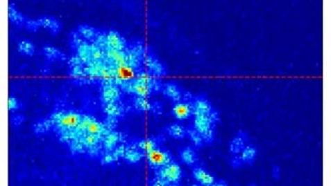 Thumbnail for VideoShowingStimulationAndResponse