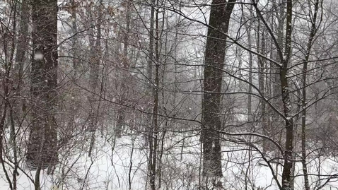 Thumbnail for Minute of Chill: Snow