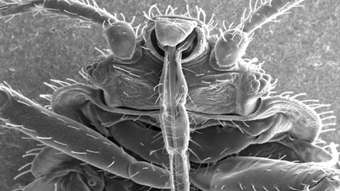 Thumbnail for RadLab; Mitochondrial Genomics of Bed Bugs