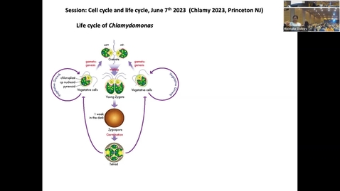 Thumbnail for entry Cell cycle, life cycle, and diurnal behavior - Chair- Yoshiki Nishimura