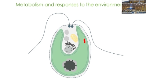 Thumbnail for entry Metabolism and responses to the environment B - Chair- Jose Luis Crespo