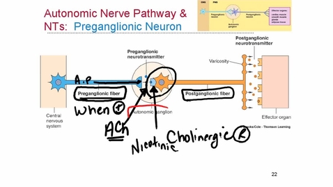 Thumbnail for efferent division of PNS last lecture