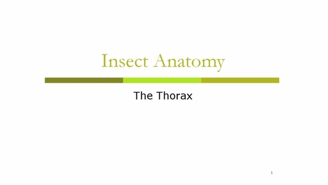 Thumbnail for entry Insect Anatomy Thorax